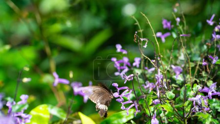Garden with Mona Lavender flower and butterfly. Vibrant and vivid, copy space.