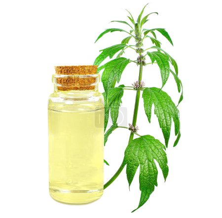 Photo for Tincture, motherwort oil isolated on white background - Royalty Free Image