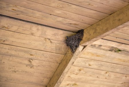 Swallow's nest under a wooden roof with a chick sticking out its beak.
