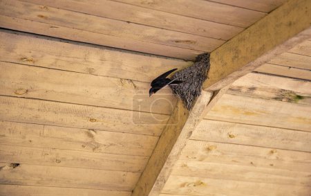 Swallow's nest under a wooden roof with a chicks.