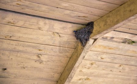 Swallow's nest under a wooden roof with a chick sticking out its beak.