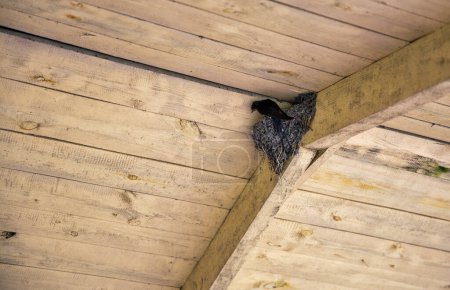 Nid d'hirondelle sous un toit en bois avec des poussins.