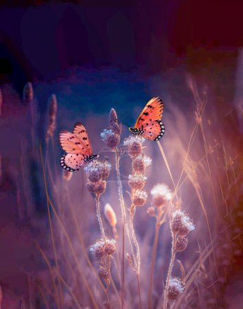 Foto de Dos mariposas en las flores en rayos de luz solar de verano en primavera macro al aire libre en la vida silvestre, enfoque suave. Deliciosa imagen artística atmosférica increíble de la belleza del entorno de la naturaleza. - Imagen libre de derechos