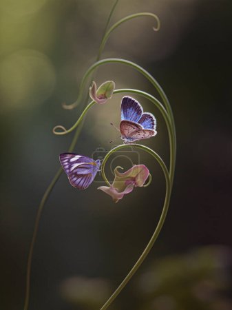 Foto de Un par de mariposas en una vid, hermosa fotografía macro - Imagen libre de derechos