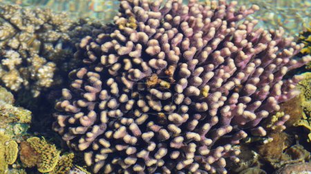 Téléchargez les photos : Monde corallien, Observatoire sous-marin d'Eilat. Mer Rouge coraux colorés - en image libre de droit