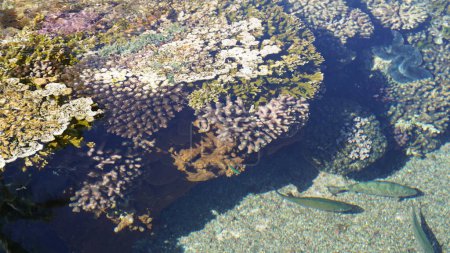 Téléchargez les photos : Monde corallien, Observatoire sous-marin d'Eilat. Mer Rouge coraux colorés - en image libre de droit