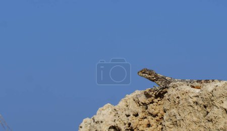 Photo for Stellagama enjoing the sun on the rocks in Israel close-up. The brightly lit by the sun lizard on stones - Royalty Free Image
