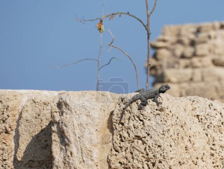 Photo for Stellagama enjoing the sun on the rocks in Israel close-up. The brightly lit by the sun lizard on stones - Royalty Free Image
