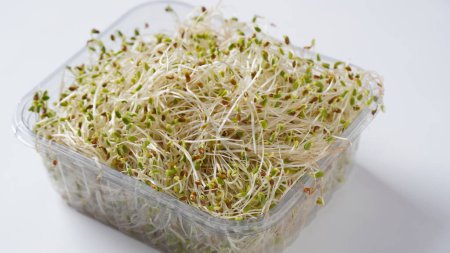Foto de Brotes de alfalfa ecológica planta alimentos saludables en recipiente de plástico - Imagen libre de derechos