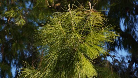 Téléchargez les photos : Détail des branches et des cônes du pin d'Alep (Pinus halepensis). C'est un pin originaire de la région méditerranéenne - en image libre de droit