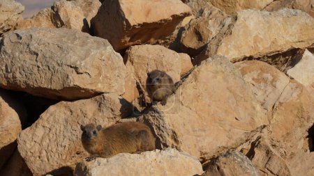 Photo for Rock hyraxes sunbathing in early morning - Royalty Free Image