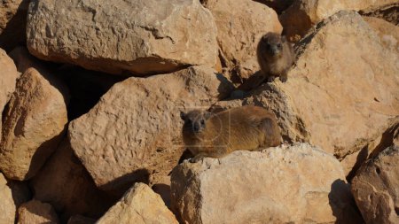 Téléchargez les photos : Hyraxes rocheux bronzant tôt le matin - en image libre de droit