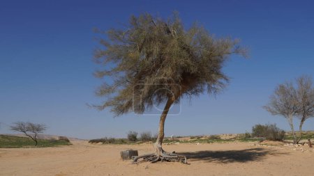 Photo for Vachellia tortilis, widely known as Acacia tortilis  is the umbrella thorn acacia, also known as umbrella thorn and Israeli babool. Negev desert, Israel - Royalty Free Image
