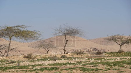 Photo for Vachellia tortilis, widely known as Acacia tortilis  is the umbrella thorn acacia, also known as umbrella thorn and Israeli babool. Negev desert, Israel - Royalty Free Image