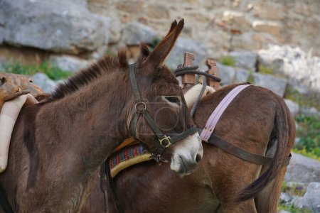 Foto de Burro taxi burros utilizados para llevar a los turistas a la Acrópolis de Lindos, Rodas, Grecia. - Imagen libre de derechos