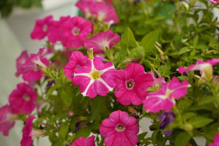 Téléchargez les photos : Plante Petunia fleur avec des pétales roses en fleurs. Fleur pétunia rose avec bourgeons ouverts - en image libre de droit