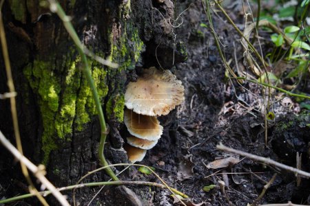 Gill sertie (Plicaturopsis crispa) champignon sur le tronc pourri