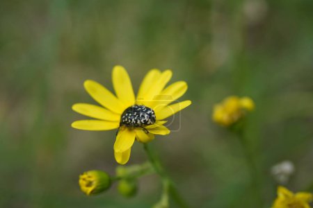 Mediterranean spotted chafer, Oxythyrea funesta, also known as Barbary Beetle on yellow Coleostephus myconis flowers, close up.