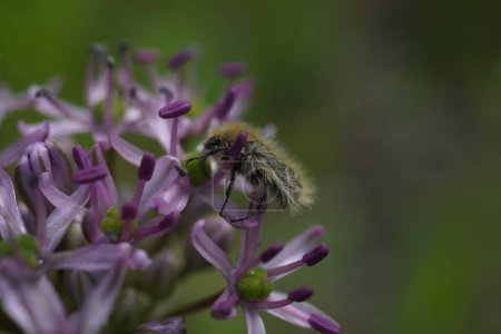 The purple flower of Allium ampeloprasum