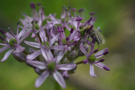 Die violette Blume von Allium ampeloprasum