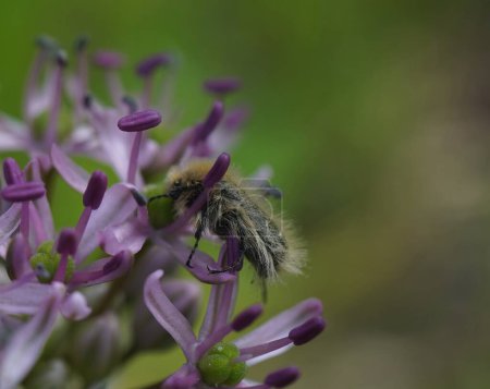 La flor púrpura de Allium ampeloprasum