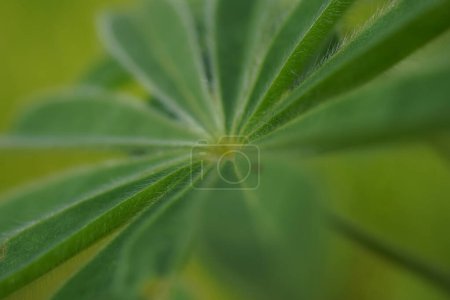 Close up of leaves of a Blue lupin Lupinus pilosus