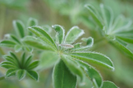 Close up of leaves of a Blue lupin Lupinus pilosus
