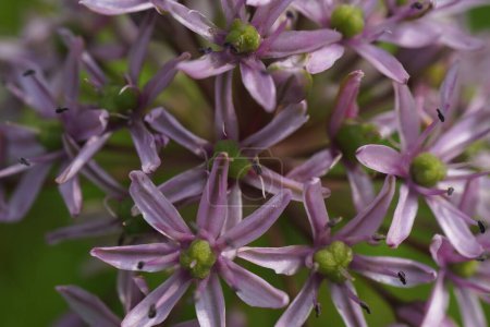 Die violette Blüte von Allium ampeloprasum mit einem Insekt darauf