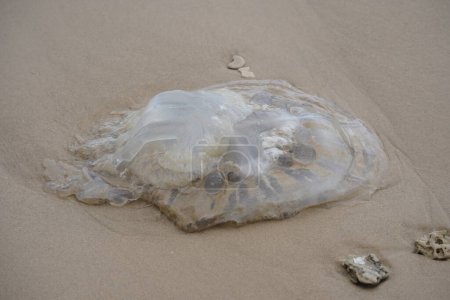 Téléchargez les photos : Rhopilema nomadica jellyfish at the Mediterranean seacoast.  Vermicular filaments with venomous stinging cells  can cause painful injuries to people - en image libre de droit