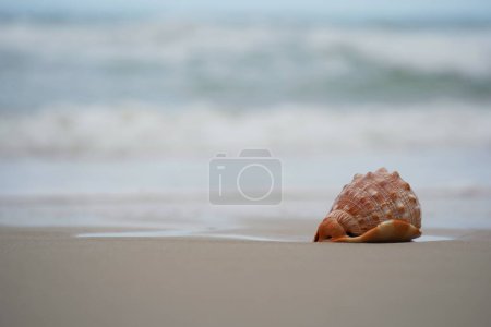 Photo for Close up of a Cowrie seashell (or Cowry shell) laying in the sand of a beach - Royalty Free Image