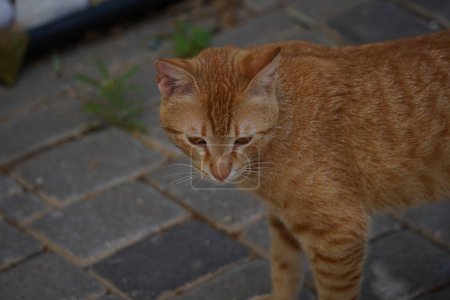 Portrait de chat roux contre la chaussée grise
