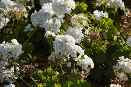 Weiße Geranien blühten im Frühling.