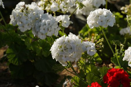 Weiße Geranien blühten im Frühling.