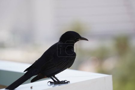 Téléchargez les photos : Étourneau de Tristram (Onychognathus tristramii) assis sur le bord du balcon - en image libre de droit