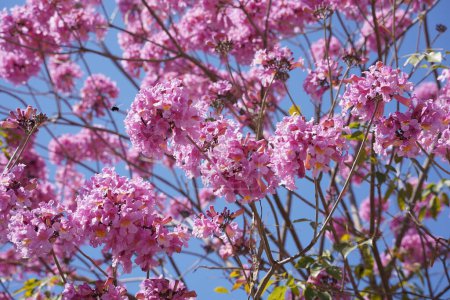 Trompeta rosa (Handroanthus imppetiginosus). Tabebuia rosea es un árbol neotropical de flor rosa en el parque. Florecimiento en primavera.