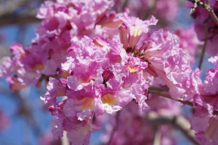 Rosa Trompetenbaum (Handroanthus impetiginosus). Tabebuia rosea ist ein neotropischer Baum mit rosa Blüten im Park. Blütezeit im Frühling.