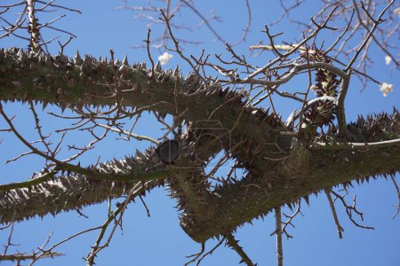 A branch of a silk floss tree,an exotic tree Ceiba speciosa. Chorisia tree bark covered with many thorns