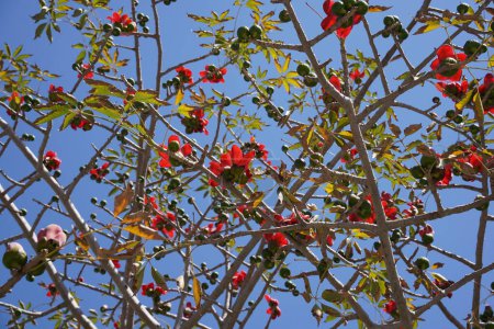 Blüht die Bombax Ceiba (lat. - Bombax ceiba) oder Baumwollbaum. Blume aus Baumwollseide im Park von Israel.