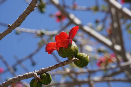 Blooms the Bombax Ceiba (Lat. - Bombax ceiba) or Cotton Tree. Flower of silk cotton tree in park of Israel.