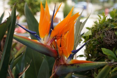 Foto de Bird of Paradise Flower. Flor colorida Aves del paraíso (Strelitzia Reginae) florecen en el jardín botánico - Imagen libre de derechos