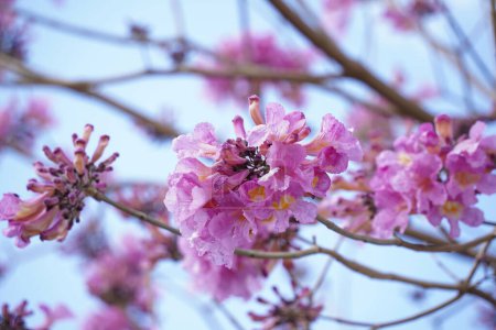 Trompeta rosa (Handroanthus imppetiginosus). Tabebuia rosea es un árbol neotropical de flor rosa en el parque. Florecimiento en primavera.
