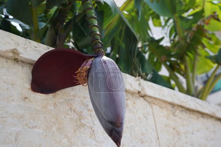 Flor de plátano (plantación de plátano); deliciosa fruta tropical