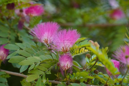 Blüten der Akazie (albizzia julibrissin) persischer Seidenbaum