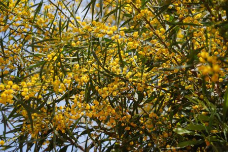 Foto de Bolas amarillas flores de Acacia saligna similares al árbol mimosa (Acacia pycnantha, golden wattle, coojong, golden wreath wattle, orange wattle, blue-leafed wattle) en primavera en Israel. - Imagen libre de derechos