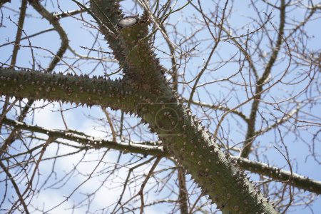 Ein Zweig eines Seidenseidenseidenbäumchens, ein exotischer Baum Ceiba speciosa. Chorisia-Baumrinde mit vielen Dornen bedeckt