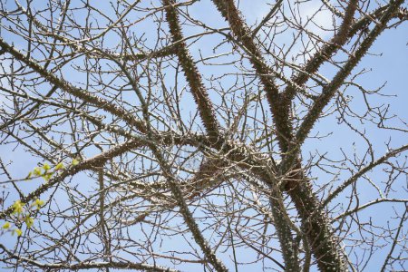 Une branche d'un arbre de soie, un arbre exotique Ceiba speciosa. Chorisia écorce d'arbre recouverte de nombreuses épines