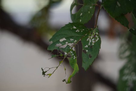 Closeup of insect chewed leaf. Plant leaves eaten by insects