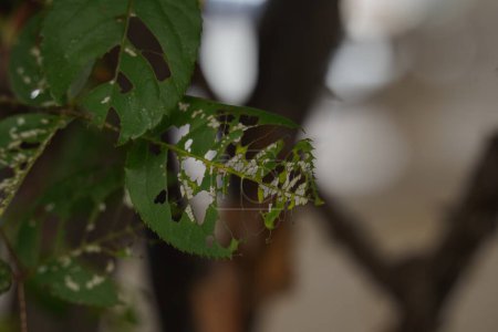 Großaufnahme von Insektenkaublatt. Pflanzenblätter von Insekten gefressen