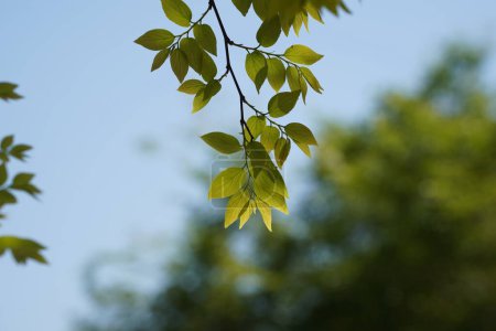 Ramas y hojas del árbol de la ortiga de arándano chino (Celtis sinensis )
