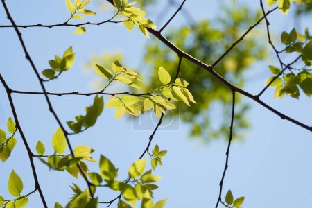 Branches et feuilles de l'ortie chinoise (Celtis sinensis) )